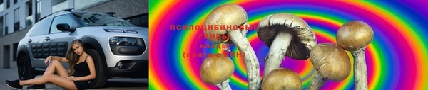 стаф Аркадак
